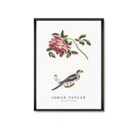 
              Johan Teyler - Rose and a Parakeet
            