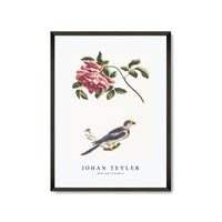 Johan Teyler - Rose and a Parakeet