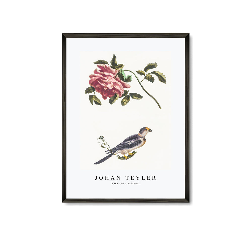 Johan Teyler - Rose and a Parakeet