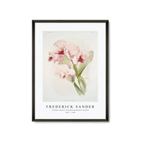 Frederick Sander - Cattleya labiata from Reichenbachia Orchids-1847-1920