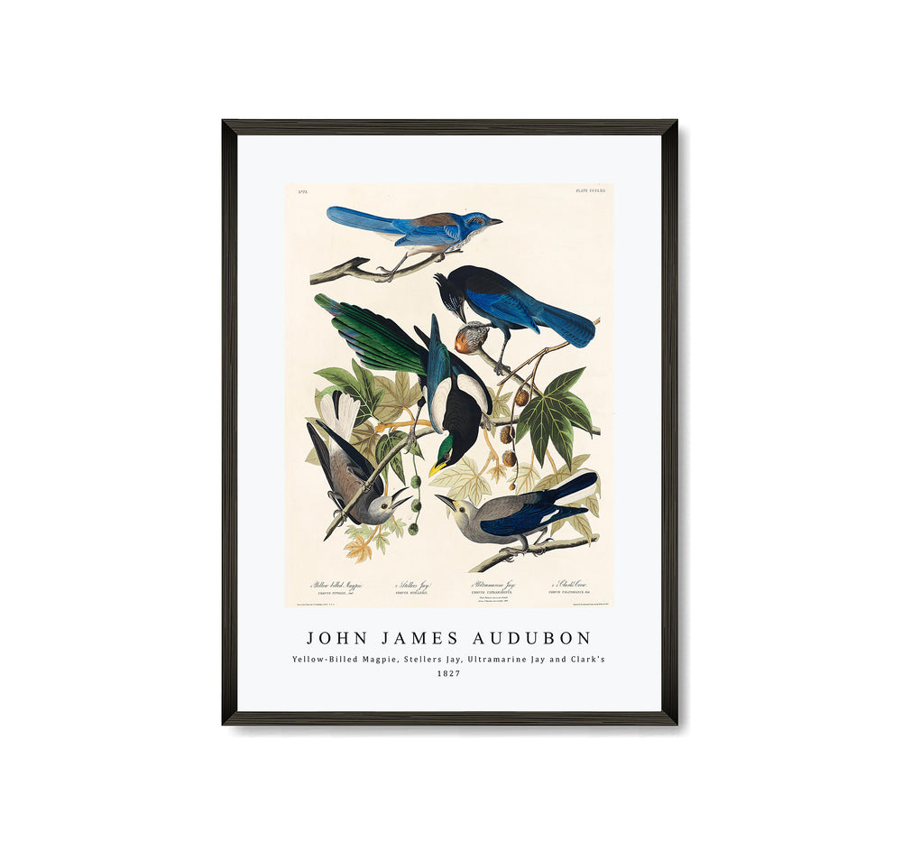 John James Audubon - Yellow-Billed Magpie, Stellers Jay, Ultramarine Jay and Clark's Crow from Birds of America (1827)