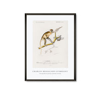 
              Charles Dessalines D'Orbigny - Cercopithecus griseus (Guenon Grivet)
            