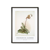 Frederick Sander - Cypripedium selligerum majus from Reichenbachia Orchids-1847-1920