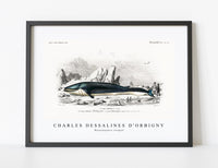
              Charles Dessalines D'Orbigny - Balaenoptera rorqual
            