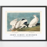 John James Audubon - American Ptarmigan and White-tailed Grous from Birds of America (1827)