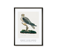 
              Robert Jacob Gordon - Elanus caeruleus Black-winged kite (1777–1786)
            