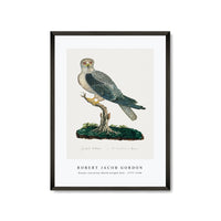 Robert Jacob Gordon - Elanus caeruleus Black-winged kite (1777–1786)