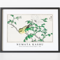 Numata Kashu - Brown-eared Bulbul and Rosa Rugosa illustration from Pictorial Monograph of Birds (1885)