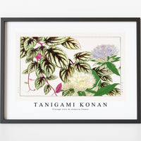 Tanigami Konan - Vintage vitis & stokesia flower