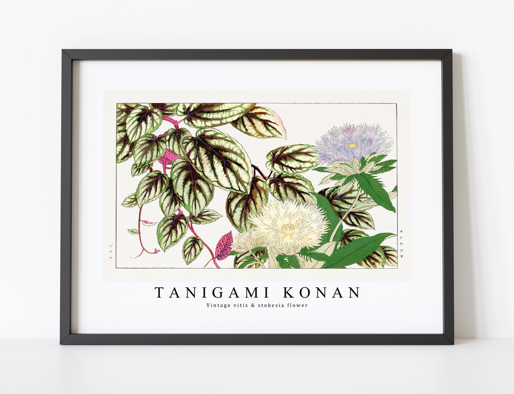 Tanigami Konan - Vintage vitis & stokesia flower