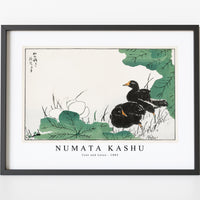 Numata Kashu - Coot and Lotus illustration from Pictorial Monograph of Birds (1885)