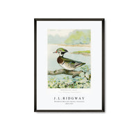 
              J L Ridgway - Woodduck Male (Aix Sponsa, Swainson) 1859-1947
            