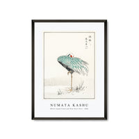 Numata Kashu - White-naped Crane and New Years Fern illustration from Pictorial Monograph of Birds (1885)