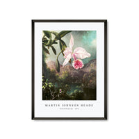 Martin Johnson Heade - Orchid Blossoms (1873)
