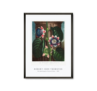 
              Robert John Thornton - The Quadrangular Passion Flower from The Temple of Flora (1807)
            