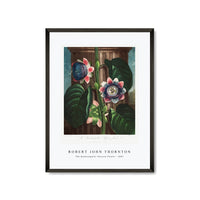 Robert John Thornton - The Quadrangular Passion Flower from The Temple of Flora (1807)