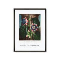 Robert John Thornton - The Quadrangular Passion Flower from The Temple of Flora (1807)