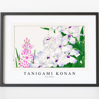 Tanigami Konan - Ixia flower