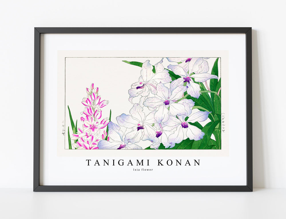 Tanigami Konan - Ixia flower