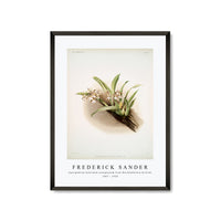 Frederick Sander - Cypripedium hybridum youngianum from Reichenbachia Orchids-1847-1920