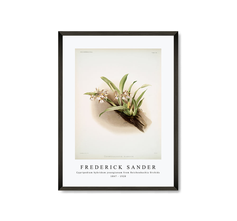 Frederick Sander - Cypripedium hybridum youngianum from Reichenbachia Orchids-1847-1920
