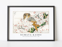 
              Numata Kashu - Short-eared Owl and Cherry Flower illustration from Pictorial Monograph of Birds (1885)
            