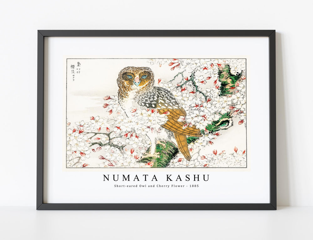 Numata Kashu - Short-eared Owl and Cherry Flower illustration from Pictorial Monograph of Birds (1885)