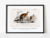 
              Charles Dessalines D'Orbigny - The red kangaroo (Macropus rufus)
            