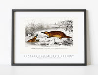 
              Charles Dessalines D'Orbigny - Platypus (Ornithorhynchus Paradoxus)
            