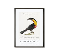 
              Saverio Manetti - Tucana Piperivora (Mangiapepe Toucan) 1723-1785
            