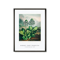 Robert John Thornton - A Group of Auriculas from The Temple of Flora (1807)