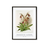 
              Frederick Sander - Cypripedium morganiæ burfordiense from Reichenbachia Orchids-1847-1920
            