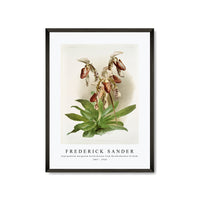 Frederick Sander - Cypripedium morganiæ burfordiense from Reichenbachia Orchids-1847-1920