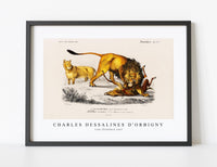 
              Charles Dessalines D'Orbigny - Lion (Panthera Leo)
            