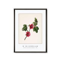 M. de Gijselaar - Chinese rose by M. de Gijselaar (1820)
