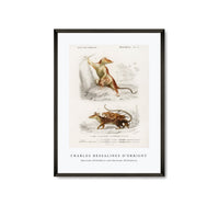 
              Charles Dessalines D'Orbigny - Opossum (Didelphis) and Opossum (Didelphis)
            