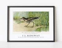 
              J L Ridgway - The American Golden Plover (Charadrius Dominicus) 1859-1947
            