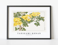 
              Tanigami Konan - Allamanda flower
            