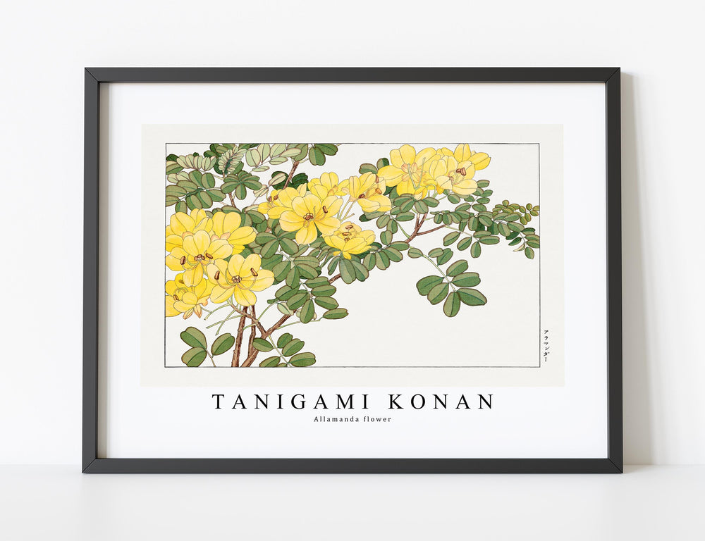 Tanigami Konan - Allamanda flower