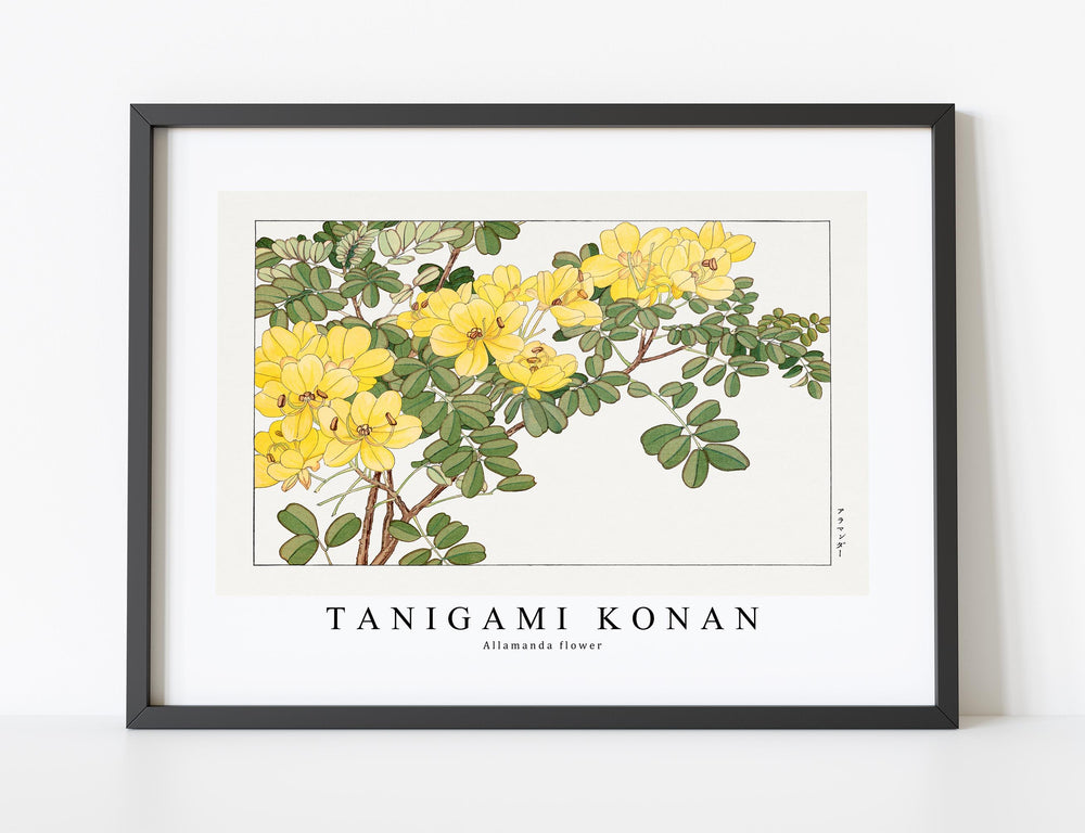 Tanigami Konan - Allamanda flower