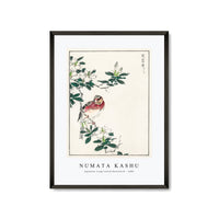 Numata Kashu - Japanese Long-tailed Rosefinch illustration from Pictorial Monograph of Birds (1885)