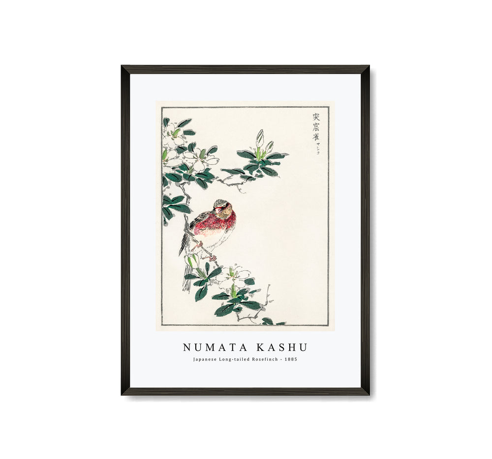 Numata Kashu - Japanese Long-tailed Rosefinch illustration from Pictorial Monograph of Birds (1885)