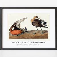 John James Audubon - Hudsonian Godwit from Birds of America (1827)