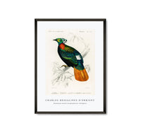 
              Charles Dessalines D'Orbigny - Himalayan monal (Lophophorus refulgens)
            