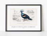 
              Charles Dessalines D'Orbigny - Goura
            