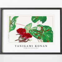 Tanigami Konan - Vintage sweet william flower