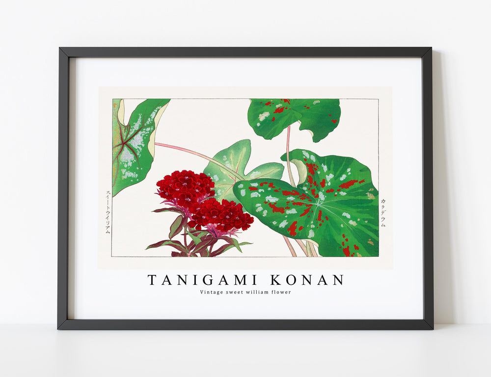 Tanigami Konan - Vintage sweet william flower