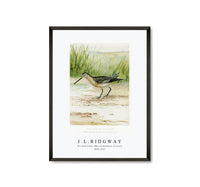 
              J L Ridgway - The Dowitcher (Macrorhamphus Griseus) 1859-1947
            