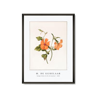 M. de Gijselaar - Orange flower by M. de Gijselaar (1820)