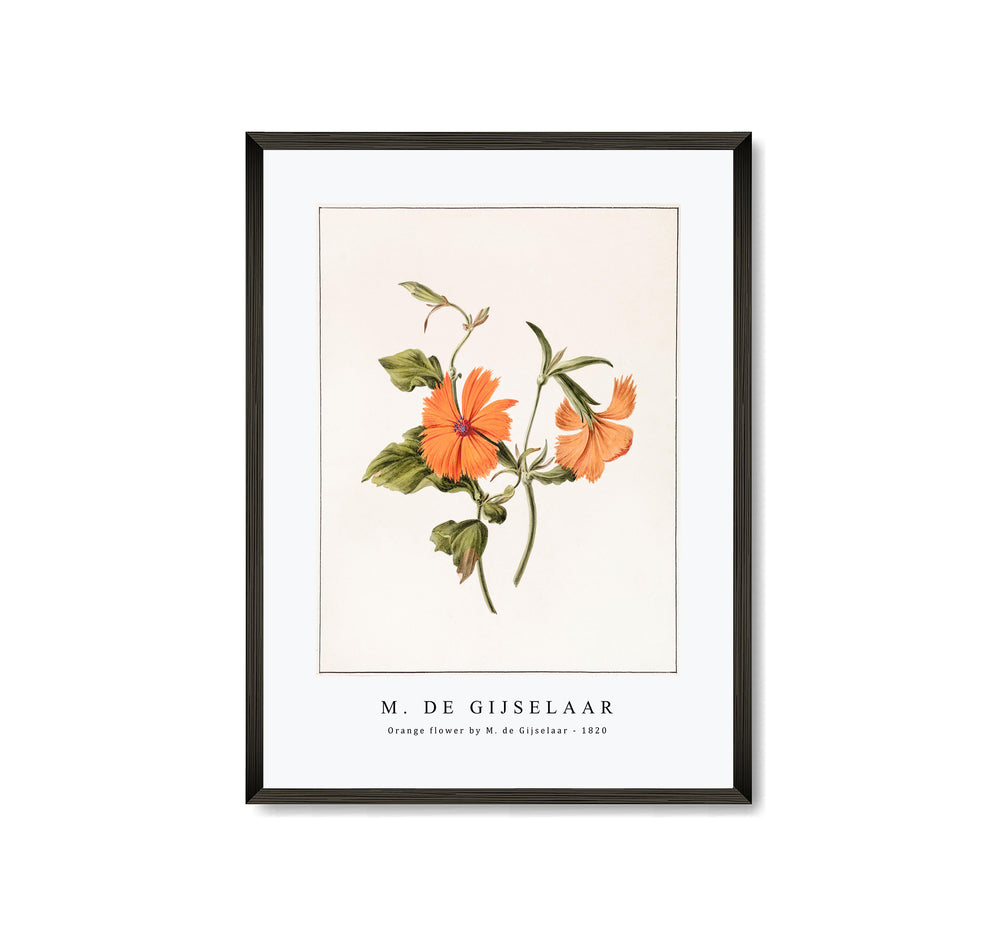 M. de Gijselaar - Orange flower by M. de Gijselaar (1820)